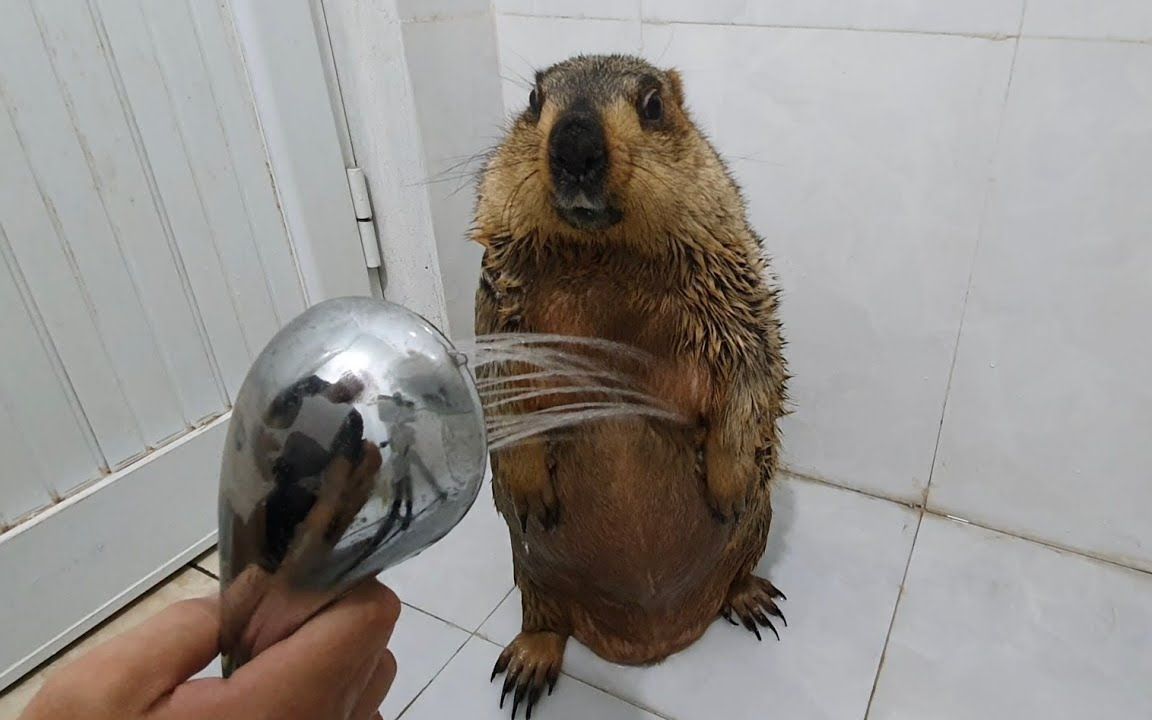 土拨鼠站着洗澡