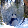 红外相机拍到的野生大熊猫雪中觅食，肚子鼓鼓的，看得出没少炫