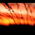 e476 夕阳下风吹麦浪金色麦浪小麦秋收粮食丰收大自然景色空镜头动态视频背景素材