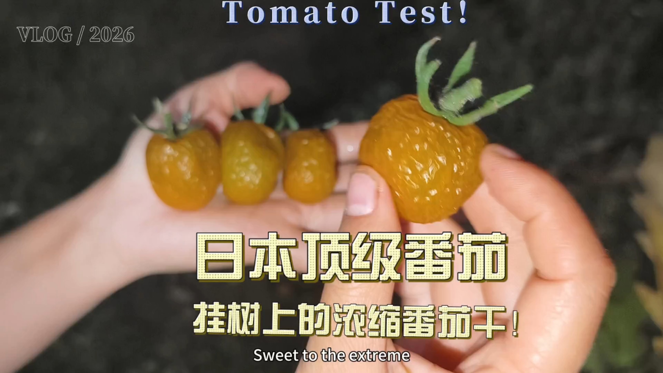 农学生强推的极品番茄品种