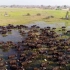 270开直升机看非洲动物大迁徙：壮观又刺激，堪比中国春运