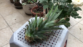 凤梨要怎么种才能结果 25892c7d411c0b1b3776ef909684db9688f47503.jpg@280w_158h_1c_100q.jpg