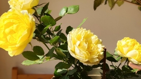 259fe3ef5aaa0e81a0d1f1875a16eb089d8dc685.jpg@280w_158h_1c_100q.jpg