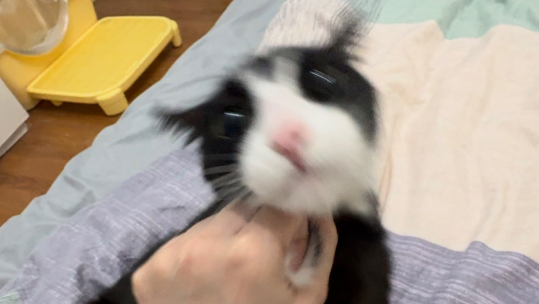还得是养这种一摇就响的猫有意思