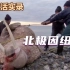 北极因纽特人：吃肉就捕杀海象，吃蛋就去百米悬崖上找，纪录片
