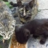【猫】今天三只猫猫都撸上了，玳瑁猫猫比较好撸【Robin Seplut】-o(*≧▽≦)ツ