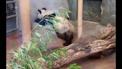 北京时间4月4日丫丫在内场喝水水在小床床上吃竹子，中午还睡了个午觉