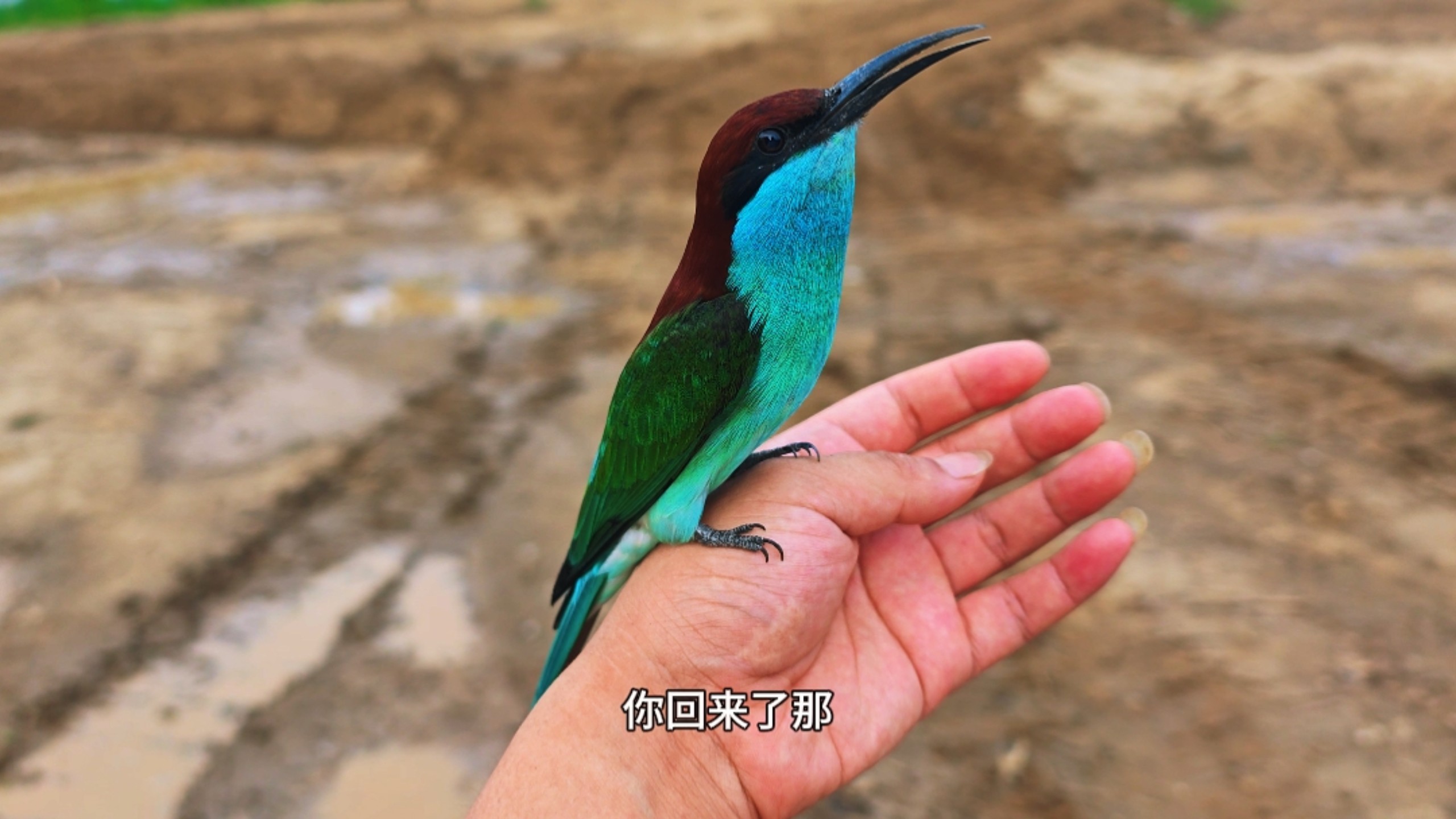 这小家伙今天把对象带回家了！