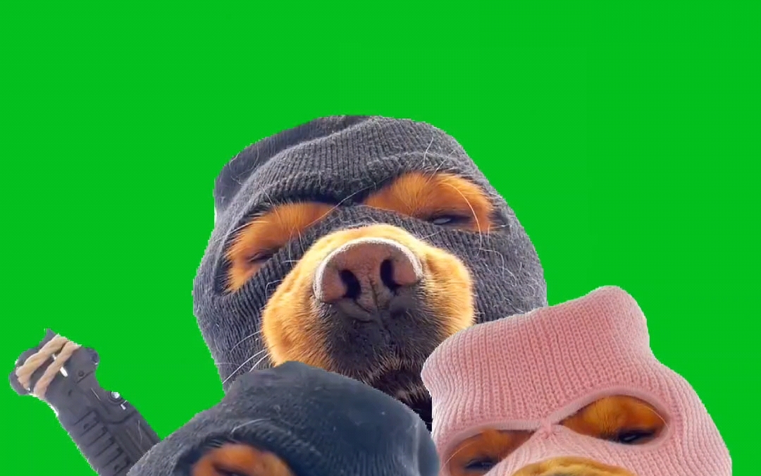 悍匪狗回头素材