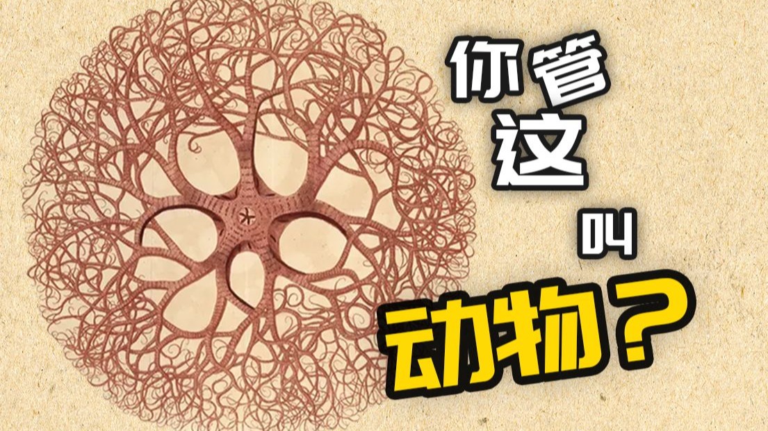 【鬼谷说】海星亚门：暴走的五角星