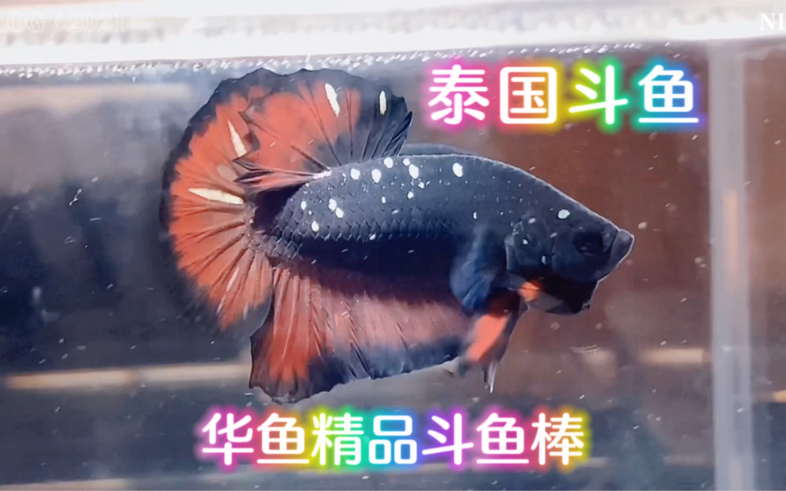 泰国斗鱼华鱼精品斗鱼棒
