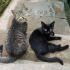 小黑猫和小灰猫