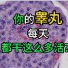 【切片】男性生殖系统