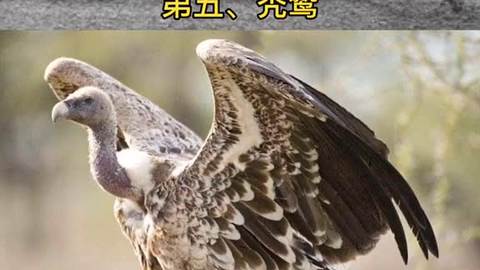 261468034cc4cd3a06c8935ba7e51dce47b2d237.png@480w_270h_1c