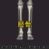 胫骨的3D解剖
