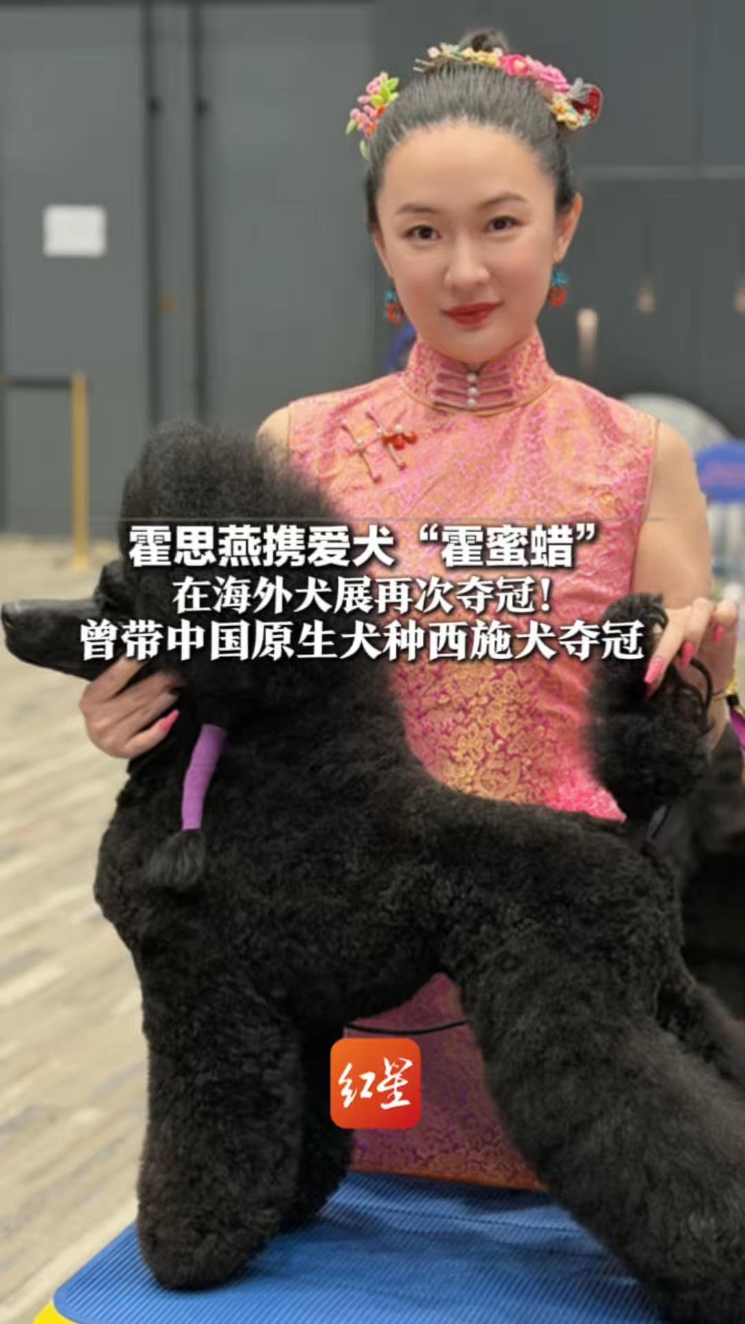霍思燕携爱犬“霍蜜蜡” 在海外犬展再次夺冠！ 曾带中国原生犬种西施犬夺冠 因收养被遗弃的实验比格犬被网友夸上热搜