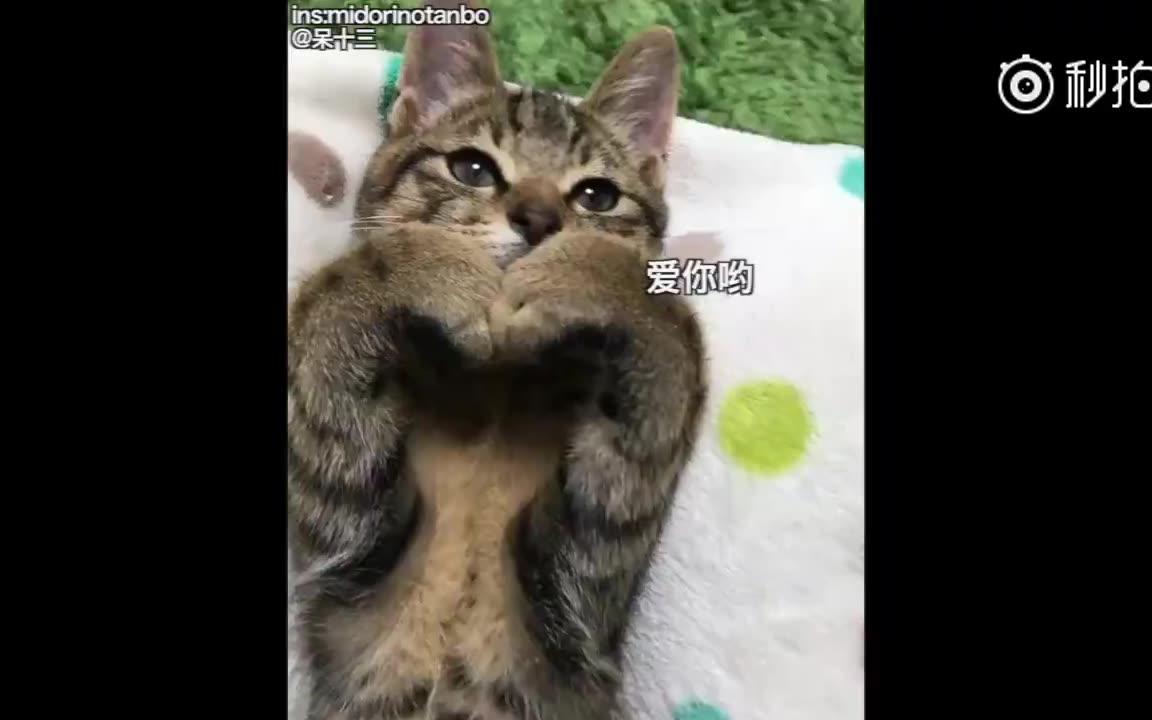 总是乖乖躺着在"比心"的猫咪,无论什么时候都是爱你的样子