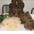 制作台湾拖鞋龙虾刺身 Taiwanese Seafood   Slipper Lobster Sashimi Sushi