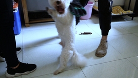 狗为啥突然咬别的狗 26623ac7c7c795211f5aac1be2638606b0e2454b.jpg@280w_158h_1c_100q.jpg