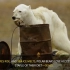 让人心疼的视频—在没有冰层的土地上饥饿的北极熊