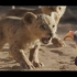 MPC 电影 - 狮子王 VFX 特效解析 自然主义