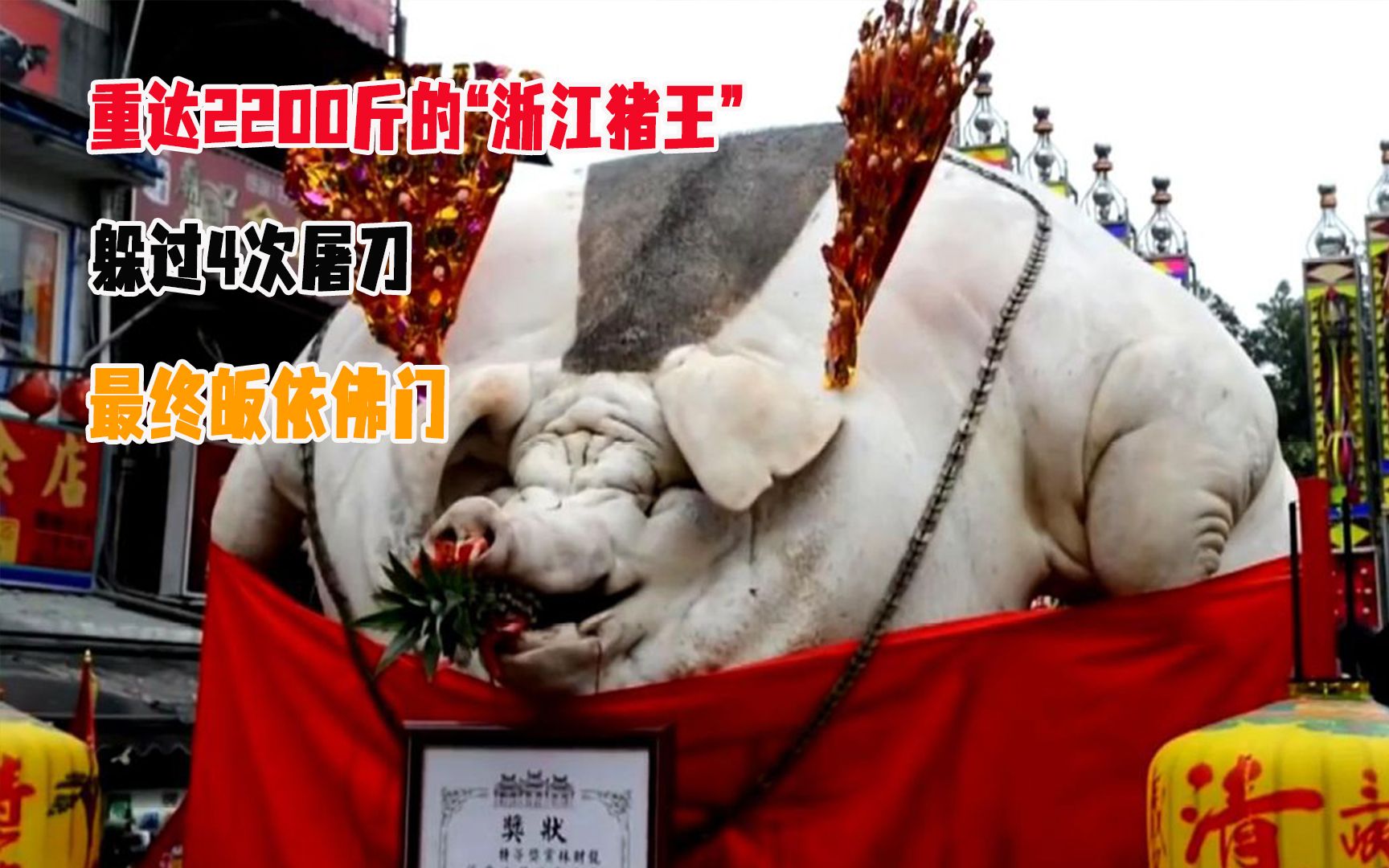 重达2200斤的“浙江猪王”，躲过4次屠刀，最终皈依佛门
