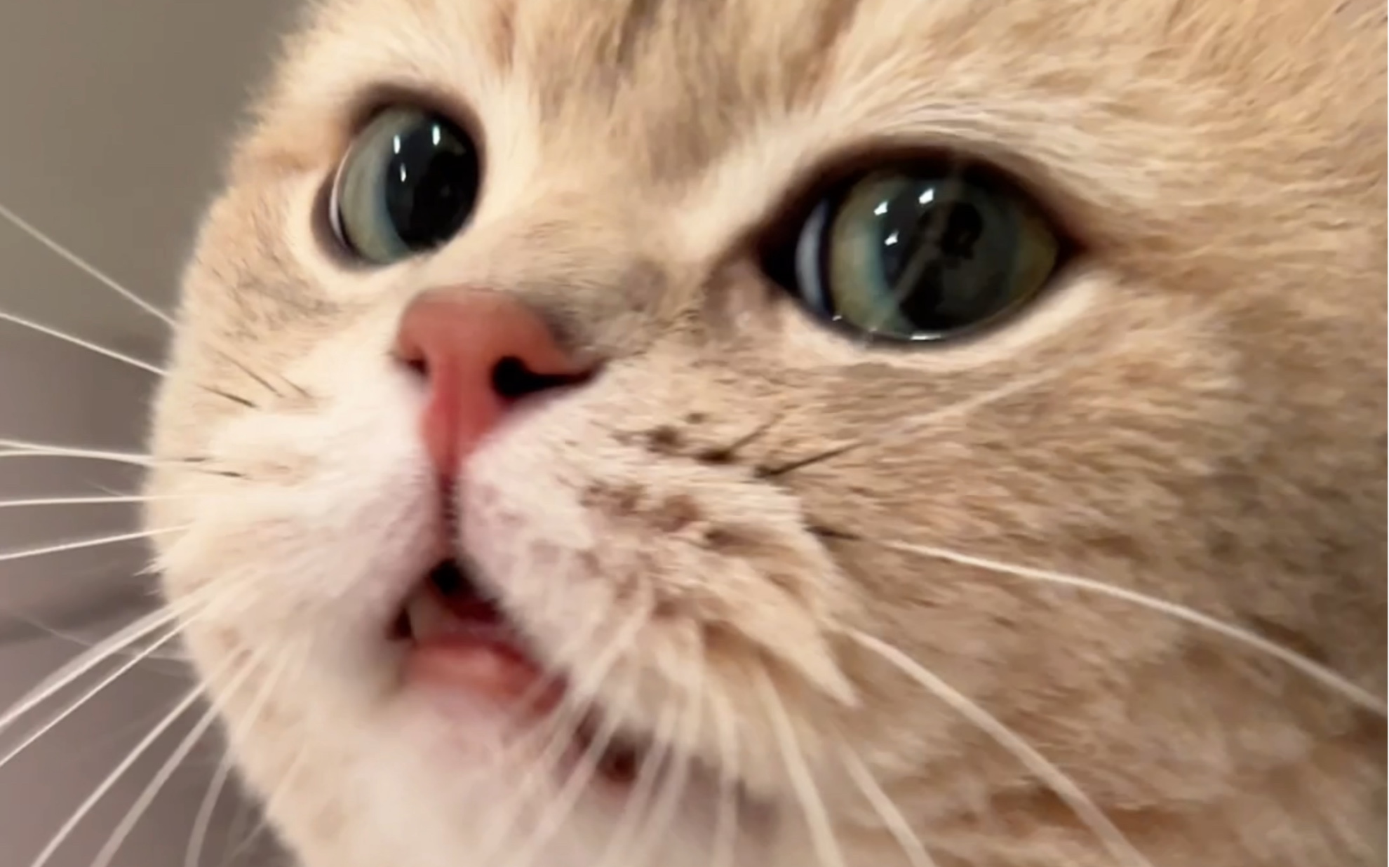 坠新游戏：会讲话的弥胡桃，对标会讲话的汤姆猫。你会下载吗～（卡总星星眼）