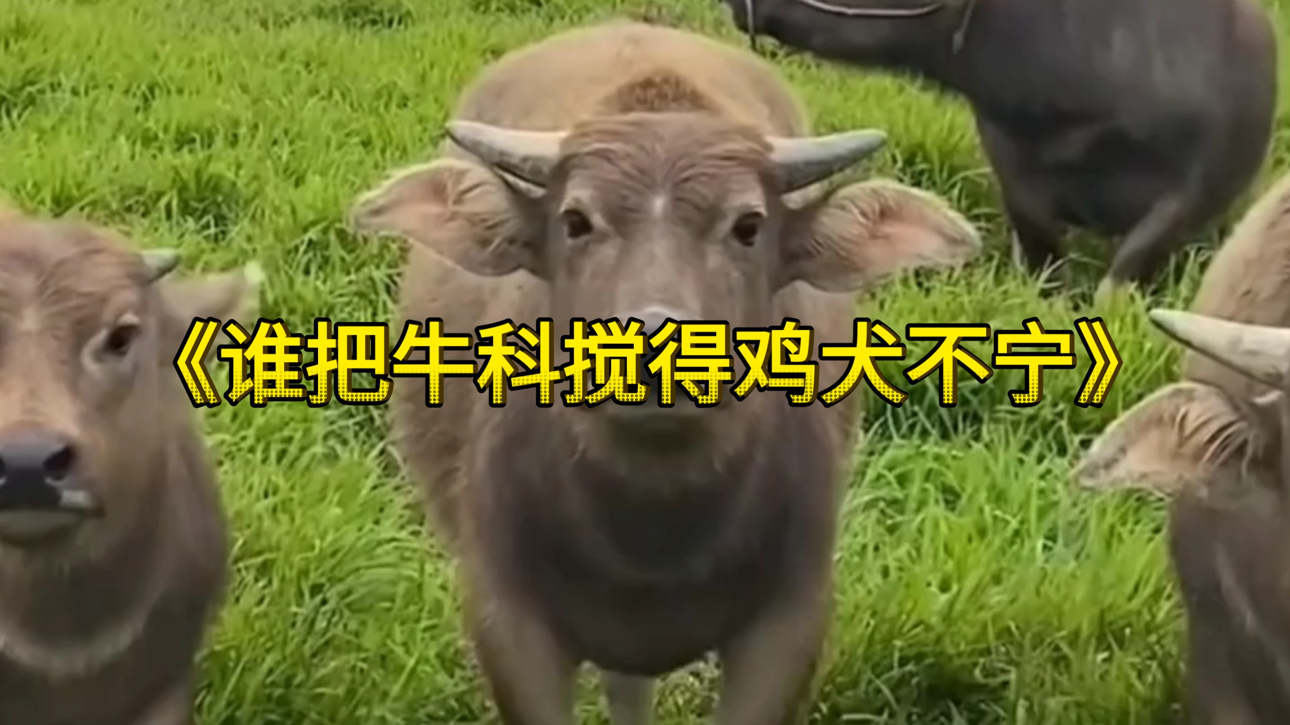 谁把牛科搅得鸡犬不宁？答案居然是“画风跑偏”的羚羊！
