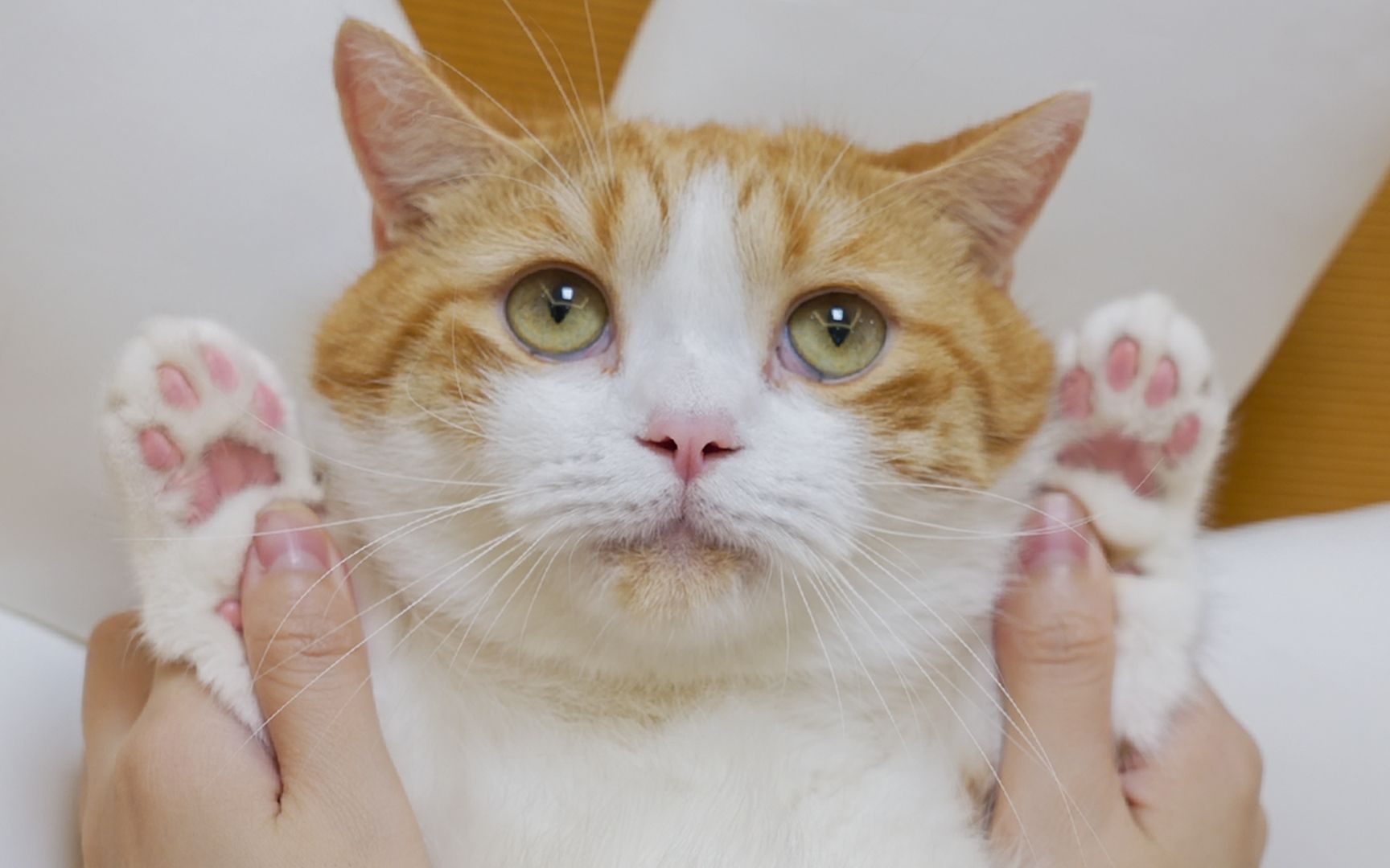 猫咪也能看手相？教你从猫爪肉垫形状看猫的性格 - 知乎