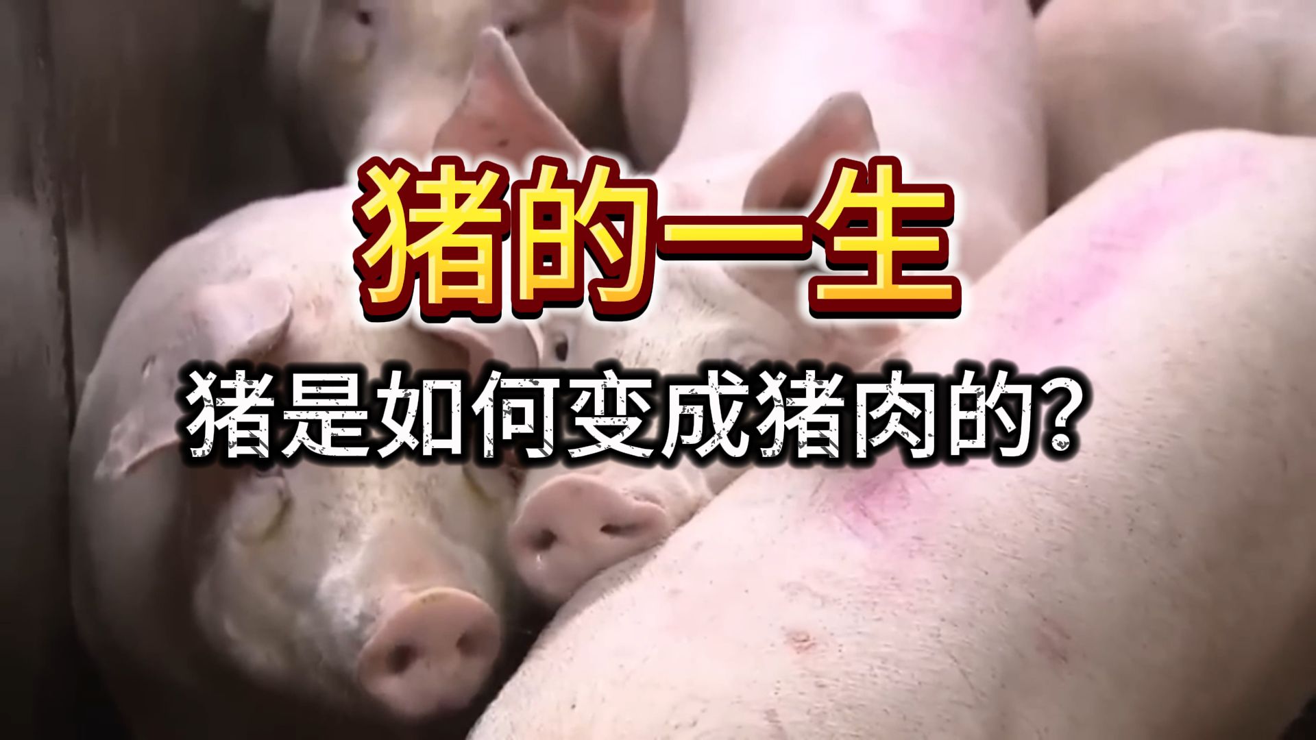 走进猪肉工厂，看看猪的一生，是如何度过的？
