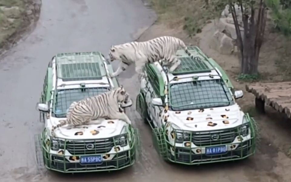 动物园工作人员换班，2只老虎默契配合跟着“交接”：调皮又贪吃