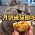 五仁月饼被猫猫偷吃！最后破案了，果然有馋猫…