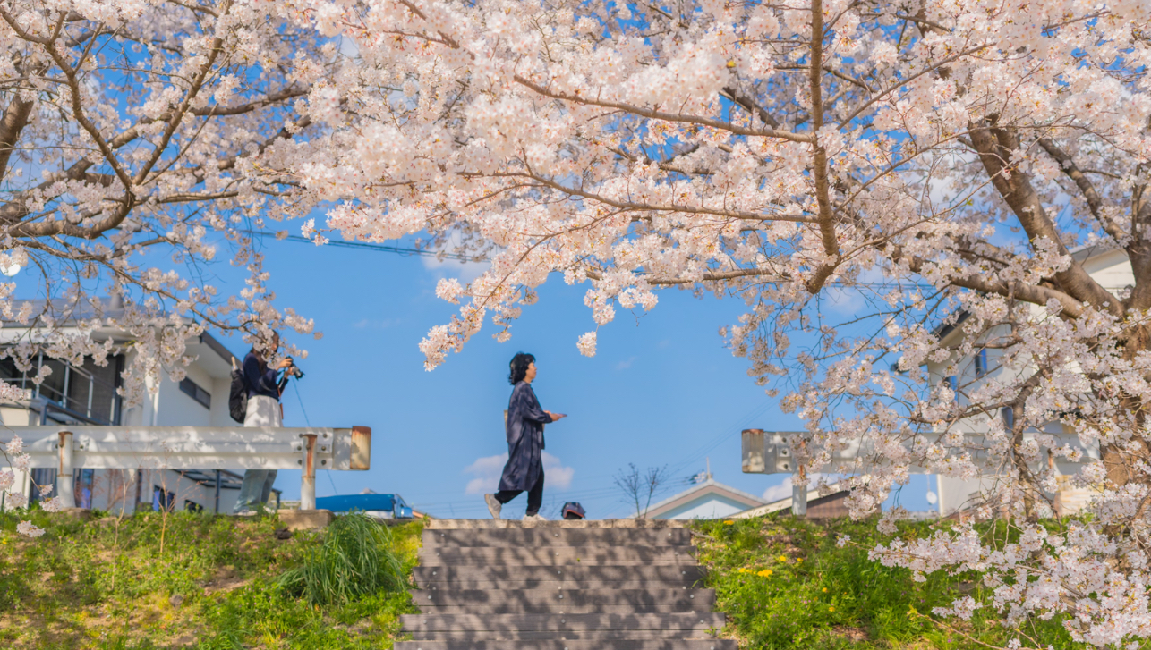 治愈系旅行短片｜我拍到了一整个春天｜京都｜奈良｜sony a7m4