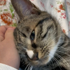 小猫：一天没见我都想死你了！！狸花猫怎么会这么磨人