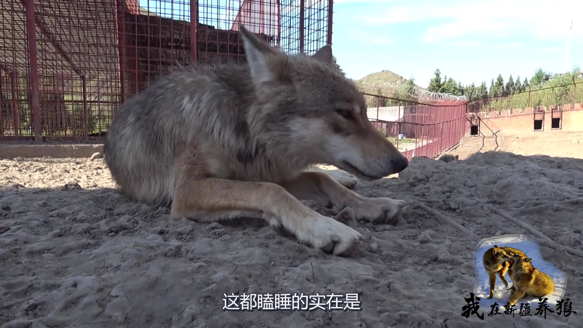 狼的脾气咋样养狼人在狼王睡觉时直接粗鲁叫醒这胆子也太大