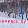 大家看看这狍子傻不傻，真是没救了