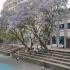 西南大学 | 那年的崇德湖畔和蓝花楹真的好美