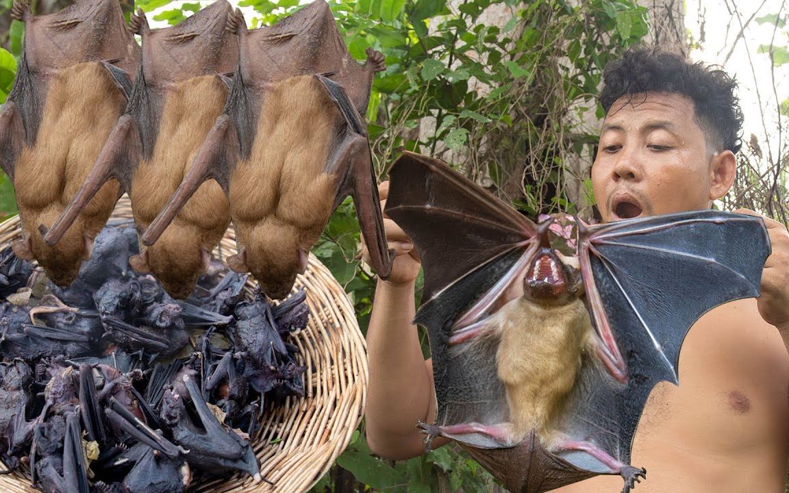 浑身是细菌的蝙蝠，却是上帝赐给越南的美食，蝠气大补汤