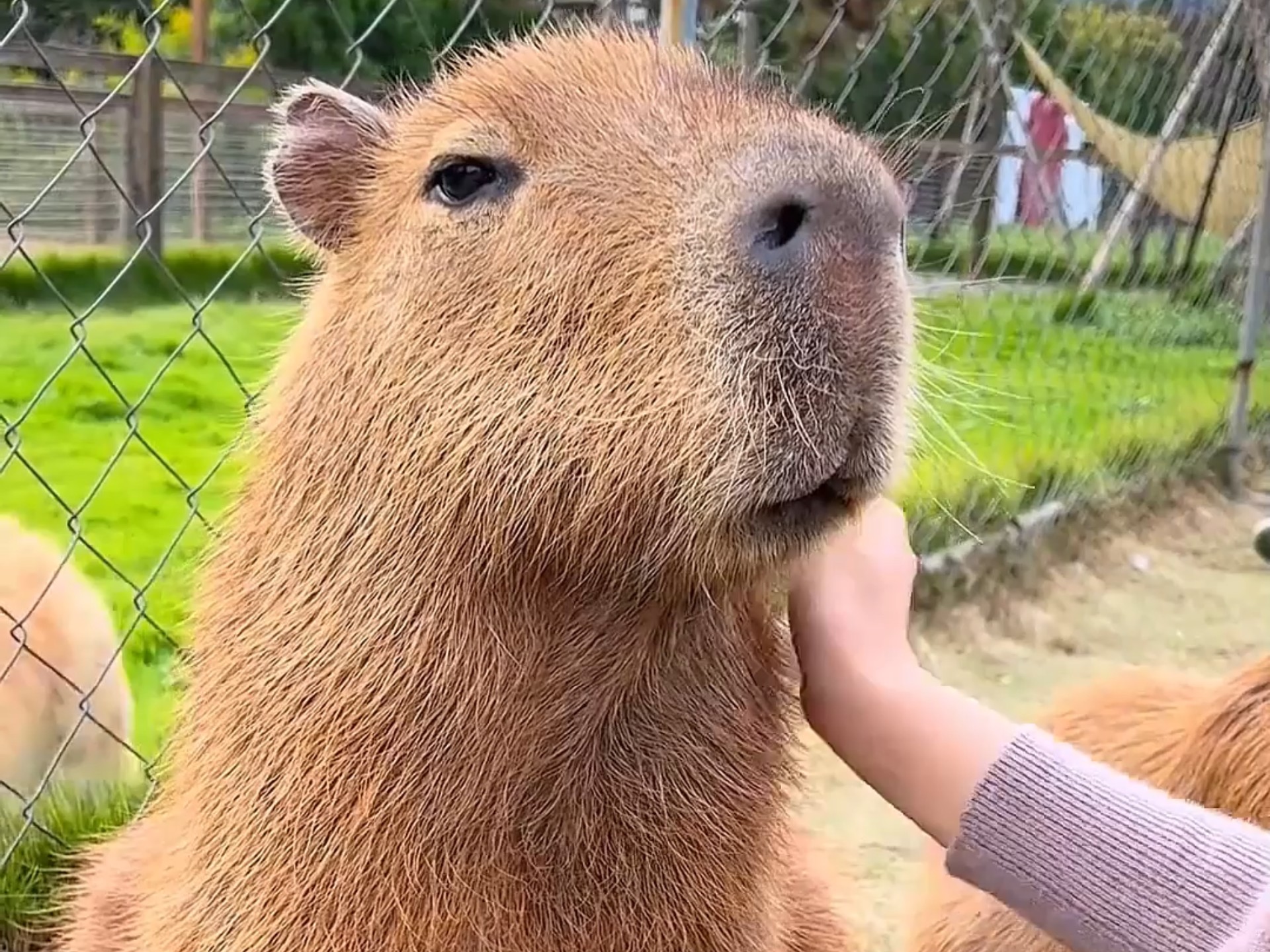 这种动物能撸吗