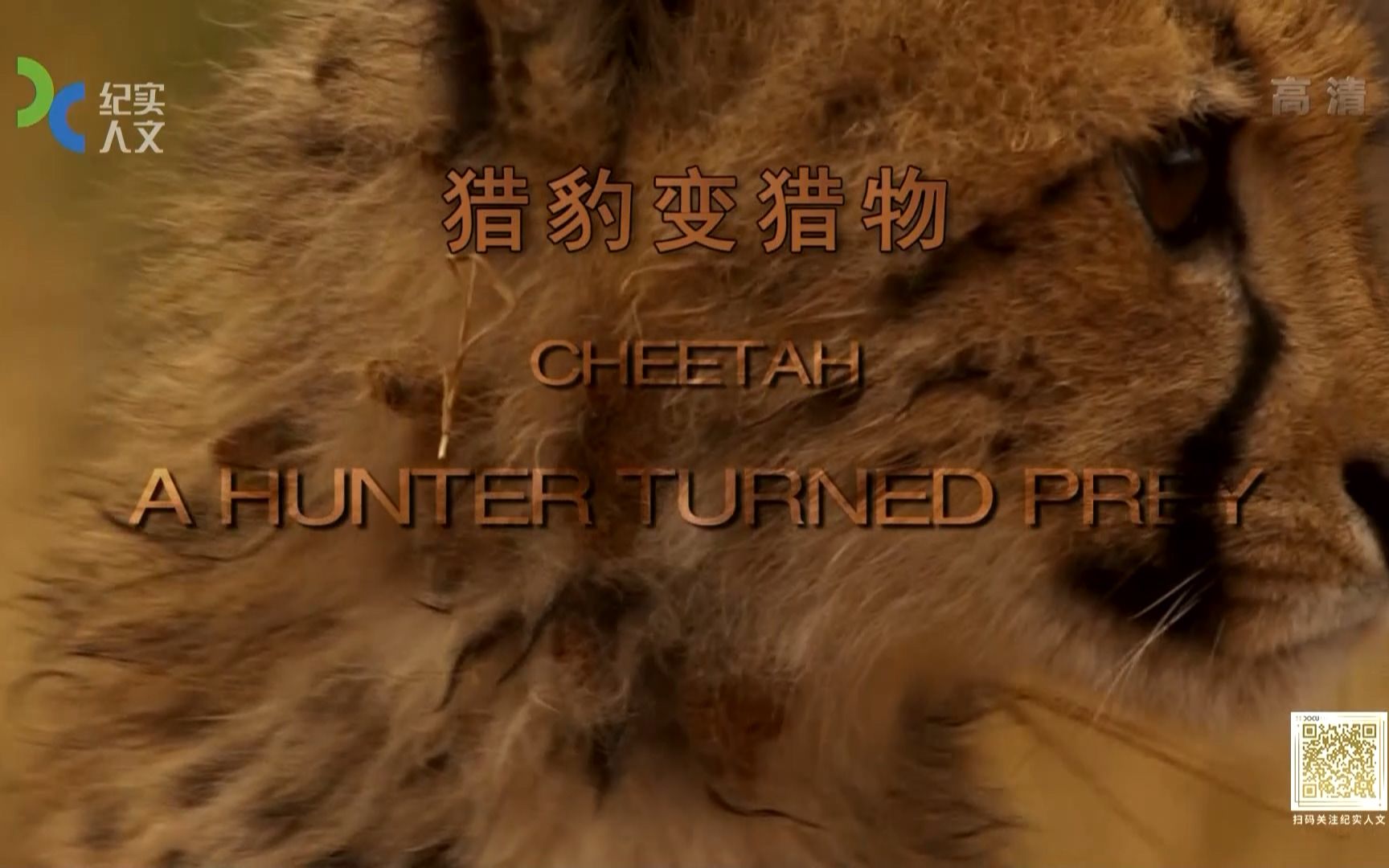 （1080P+）《猎豹变猎物》【全1集】