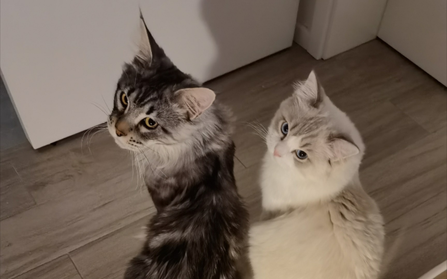 【Caesar和Loki】两只猫猫一起生活的时间长了就会越来越像