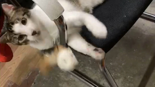 深度睡眠时会被摸醒 27507952671e548392b6f897b5efff5962039f4f.jpg@310w_174h_1c_100q.jpg