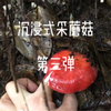 雨天沉浸式采蘑菇