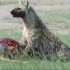 斑鬣狗把转角牛羚按在地上啃大腿进食