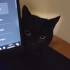 电脑用久了会长黑猫吗