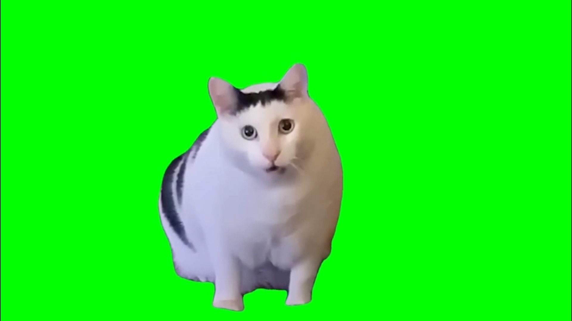 常用热门猫meme绿幕素材10个