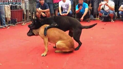 狗狗毛发黄怎么补救 2772571fab30197789ca03e5e711baf811ebf6c5.jpg@480w_270h_1c