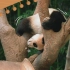 ［中字］福宝日记第11集﹣﹣长大的福宝正学习独立技巧，贴心的它希望姨母三寸们能放心，它会成为世界上最勇敢最坚强的熊猫。