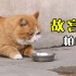 为什么故宫猫帕帕会这么胖？
