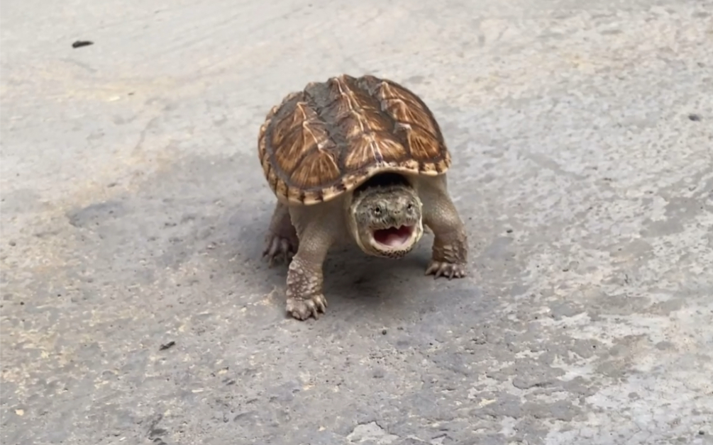 愤怒的小鳄龟表演空翻